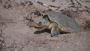 Protegen más de 16 mil huevos de tortuga en costas de Tamaulipas