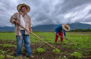 PRI Nacional señala que el abandono al campo repercute en el costo de la canasta básica